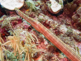 Trumpetfish  IMG 1683