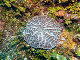 Rough Cactus Coral IMG 1702