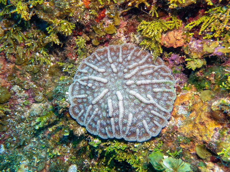 Rough Cactus Coral IMG_1702.jpg