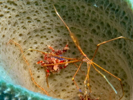 Yellowline Arrow Crab and Cryptic Teardrop Crab IMG 1705