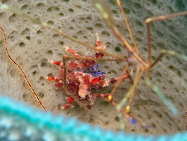 Yellowline Arrow Crab and Cryptic Teardrop Crab IMG 1707