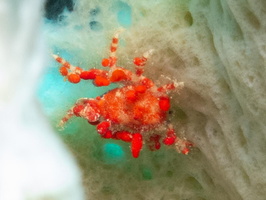 Speck-Claw Decorator Crab IMG 1718