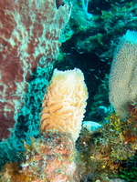 Yellow Vase Sponge IMG 1720