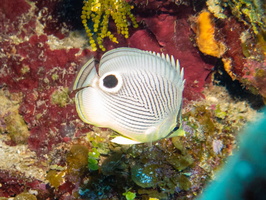 Four Eye Butterflyfish IMG 1722