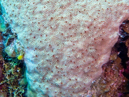 Star Coral with Many Tiny Tube Worms IMG 1731