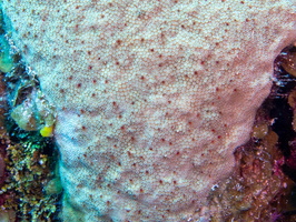 Star Coral with Many Tiny Tube Worms IMG 1731