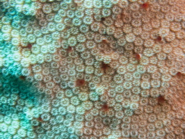 Star Coral with Tiny Tube WormskIMG 1732