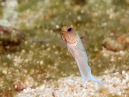 Yellowhead Jawfish IMG 1737