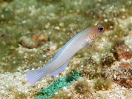 Yellowhead Jawfish IMG 1740