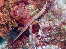 Trumpetfish IMG 1744