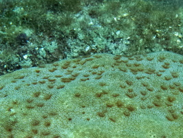 Star Coral with Many Tiny Tube Worms IMG 1745