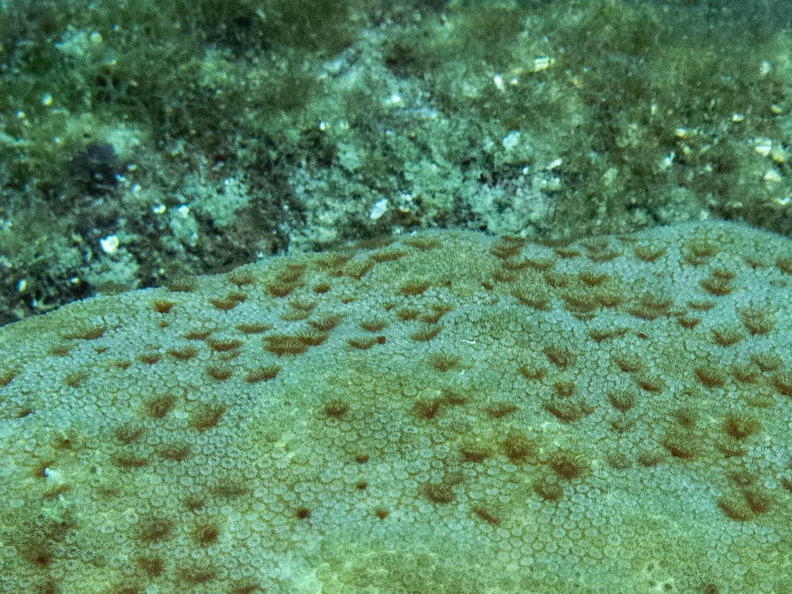 Star Coral with Many Tiny Tube Worms IMG_1745.jpg