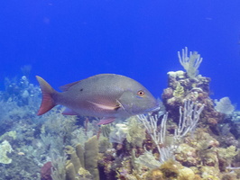 Mutton Snapper IMG 1512