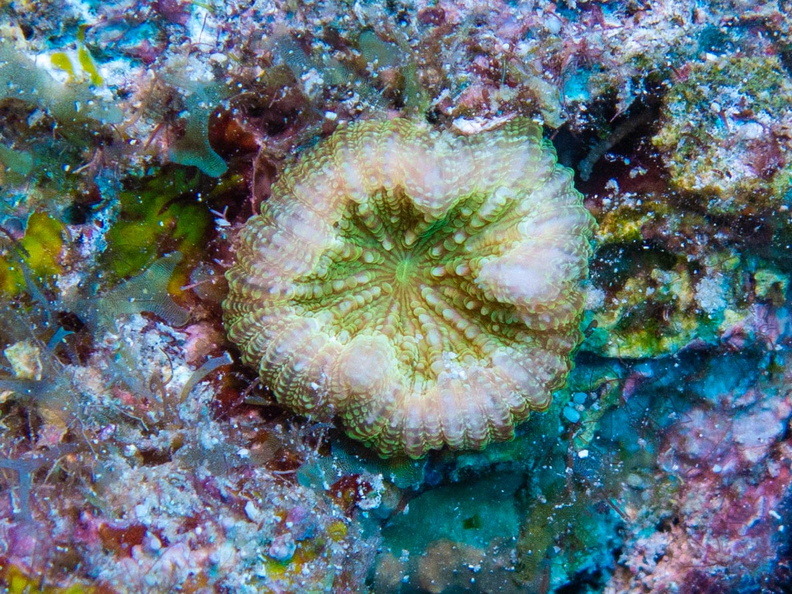 Solitary Disk  Coral IMG_1515.jpg