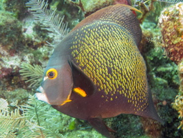 French Angelfish IMG 1521