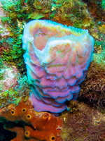 Azure Vase Sponge IMG 1523