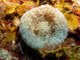 Artichoke Coral IMG 1525