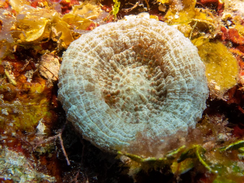 Artichoke Coral IMG_1525.jpg