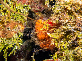 Golden Crinoid IMG 1528