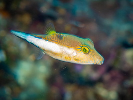 Sharpnose Puffer IMG 1529