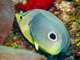 Four Eye Butterflyfish IMG 1531