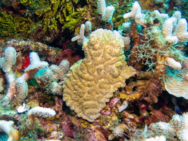 Maze Coral IMG 1533