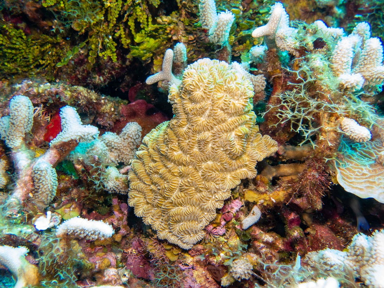 Maze Coral IMG_1533.jpg