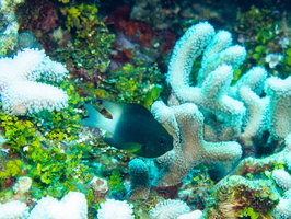 Bicolor Damselfish and Finger Coral IMG 1537