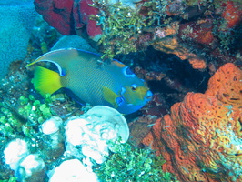 Queen Angelfish  IMG 1538