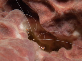 Banded Coral Shirmp IMG 1540