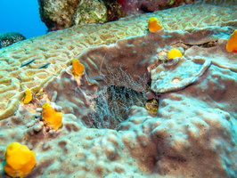 Corkscrew Anemone and Paderson Shirmp IMG 1545