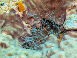 Corkscrew Anemone and Paderson Shirmp IMG 1546