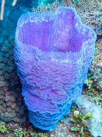 Azure Vase Sponge IMG 1553
