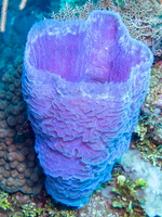 Azure Vase Sponge IMG 1553