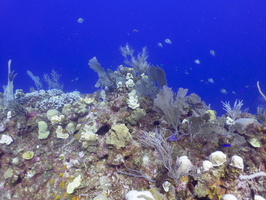 Reef IMG 1560