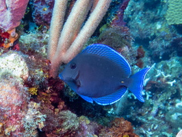 Blue Tang IMG 1561