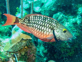 Stoplight Parrrotfish IMG 1567