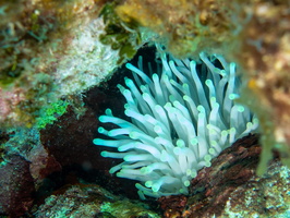 Giant Anemone IMG 1568