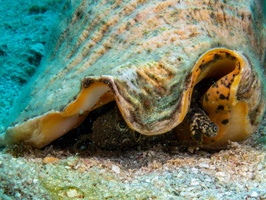 Conch Eyes IMG 1574