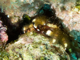 Banded Clinging Crab IMG 1576