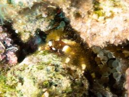 Banded Clinging Crab IMG 1578