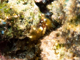 Banded Clinging Crab IMG 1579