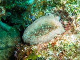Artichoke Coral IMG 1582