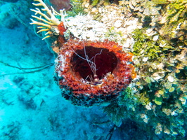 Banded Coral Shrimp in Vase Sponge IMG 1589
