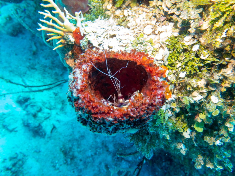 Banded Coral Shrimp in Vase Sponge IMG_1589.jpg