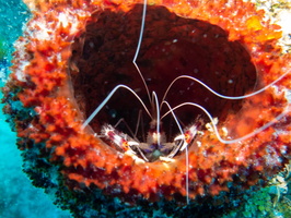 Banded Coral Shirmp in Vase Sponge IMG 1590