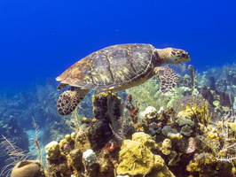 Hawksbill Sea Turtle IMG 1592