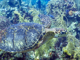 Hawksbill Sea Turtle IMG 1594