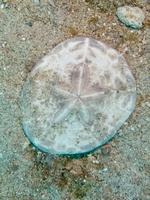 Urchin Skeleton top side IMG 1610