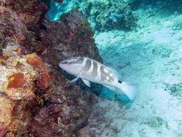 Nassau Grouper IMG 1614